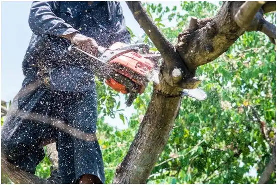 tree services Jellico